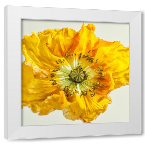 Yellow Poppy 1 White Modern Wood Framed Art Print by Poinski, Dianne