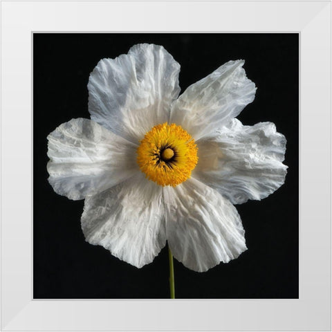 Matilija Poppy White Modern Wood Framed Art Print by Poinski, Dianne