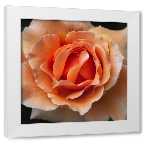 Rose 1 White Modern Wood Framed Art Print by Poinski, Dianne
