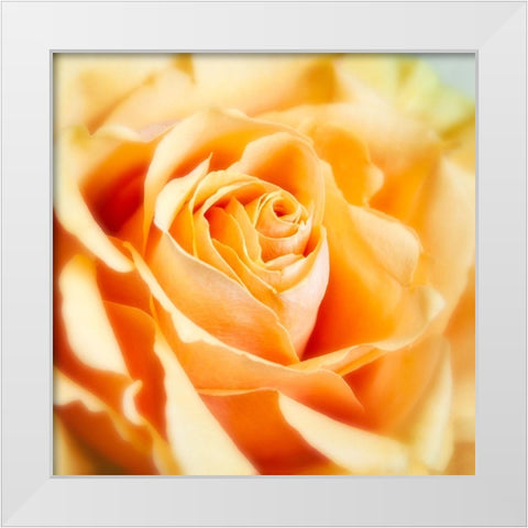 Rose 2 White Modern Wood Framed Art Print by Poinski, Dianne