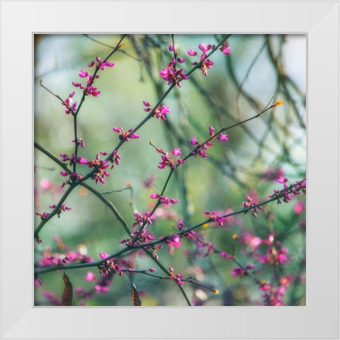 Spring Branches White Modern Wood Framed Art Print by Poinski, Dianne