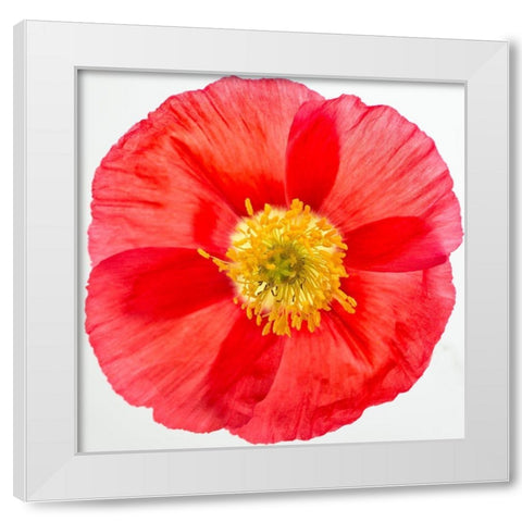 Vermilion Poppy White Modern Wood Framed Art Print by Poinski, Dianne