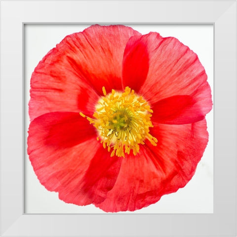 Vermilion Poppy White Modern Wood Framed Art Print by Poinski, Dianne