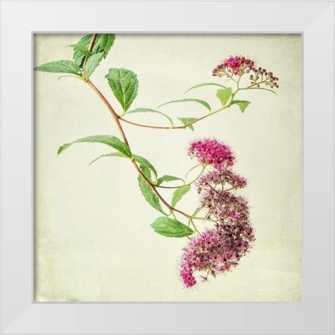 Vintage Pink White Modern Wood Framed Art Print by Poinski, Dianne