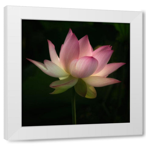 Illumination 1 White Modern Wood Framed Art Print by Poinski, Dianne