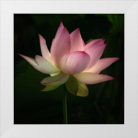 Illumination 1 White Modern Wood Framed Art Print by Poinski, Dianne