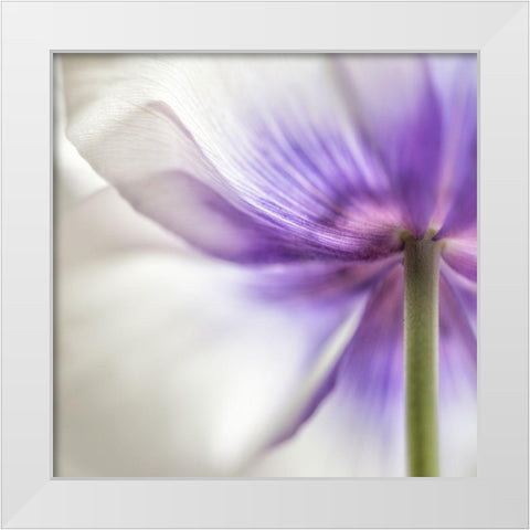 Spring Anemone III White Modern Wood Framed Art Print by Poinski, Dianne