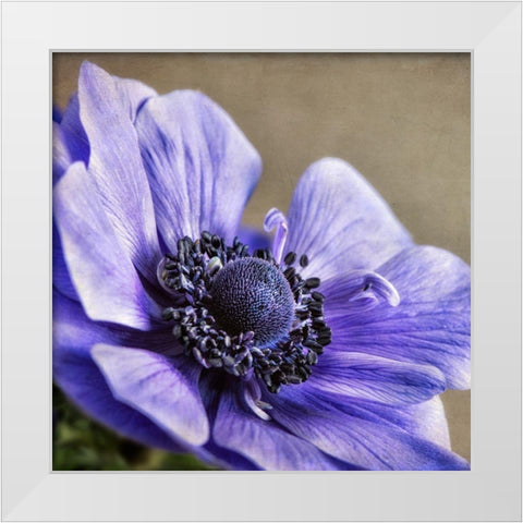 Spring Anemone IV White Modern Wood Framed Art Print by Poinski, Dianne
