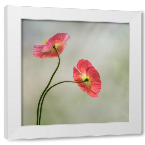 Two Poppies White Modern Wood Framed Art Print by Poinski, Dianne