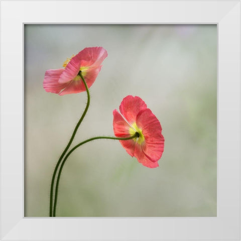 Two Poppies White Modern Wood Framed Art Print by Poinski, Dianne