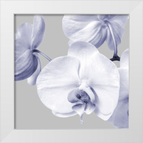Lilac Orchids 2 White Modern Wood Framed Art Print by Poinski, Dianne