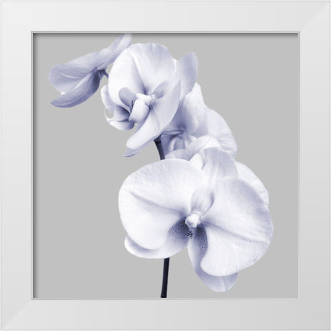 Lilac Orchids 3 White Modern Wood Framed Art Print by Poinski, Dianne