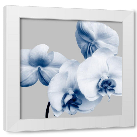 Indigo Orchids 1 White Modern Wood Framed Art Print by Poinski, Dianne