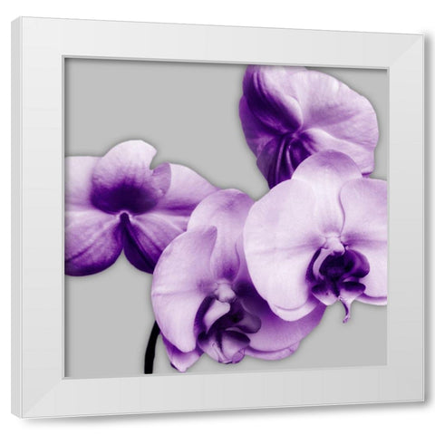 Vibrant Orchids 1 White Modern Wood Framed Art Print by Poinski, Dianne