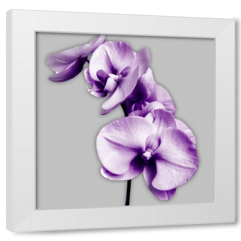 Vibrant Orchids 3 White Modern Wood Framed Art Print by Poinski, Dianne