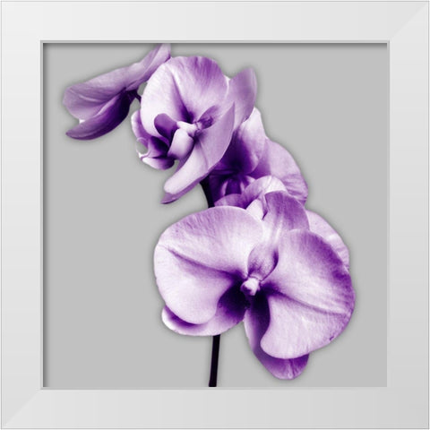 Vibrant Orchids 3 White Modern Wood Framed Art Print by Poinski, Dianne