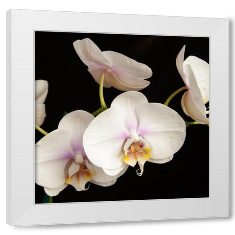 White Orchids 1 White Modern Wood Framed Art Print by Poinski, Dianne