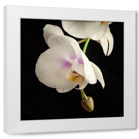 White Orchids 3 White Modern Wood Framed Art Print by Poinski, Dianne