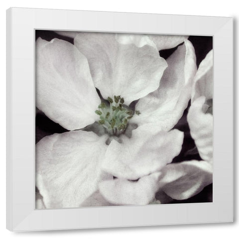Soft Blossoms I White Modern Wood Framed Art Print by Poinski, Dianne