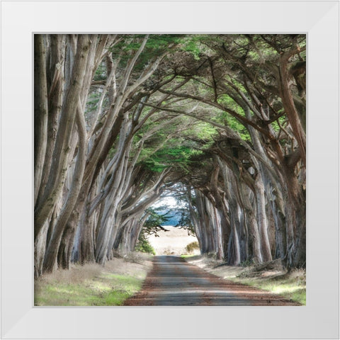 Cypress View II White Modern Wood Framed Art Print by Poinski, Dianne