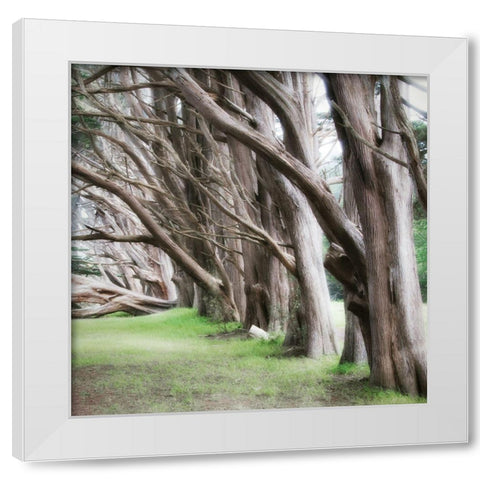 Cypress View IV White Modern Wood Framed Art Print by Poinski, Dianne