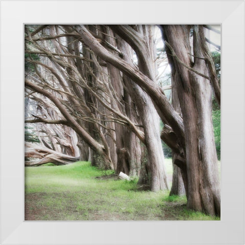Cypress View IV White Modern Wood Framed Art Print by Poinski, Dianne