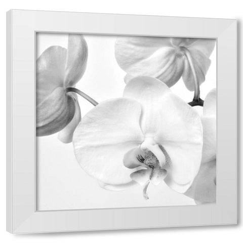 Simply Orchids 1 White Modern Wood Framed Art Print by Poinski, Dianne