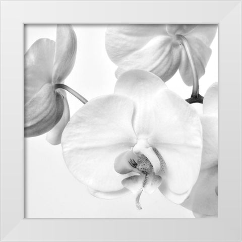 Simply Orchids 1 White Modern Wood Framed Art Print by Poinski, Dianne