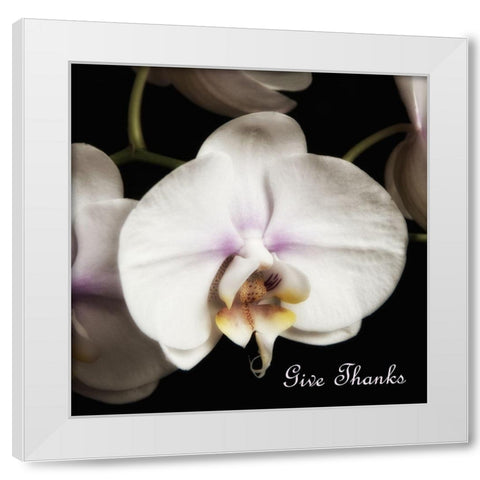 Give Thanks Orchids White Modern Wood Framed Art Print by Poinski, Dianne