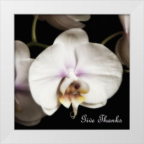 Give Thanks Orchids White Modern Wood Framed Art Print by Poinski, Dianne