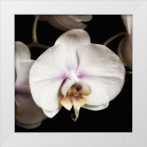 Delicate White Orchids 1 White Modern Wood Framed Art Print by Poinski, Dianne
