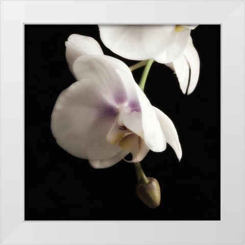 Delicate White Orchids 2 White Modern Wood Framed Art Print by Poinski, Dianne