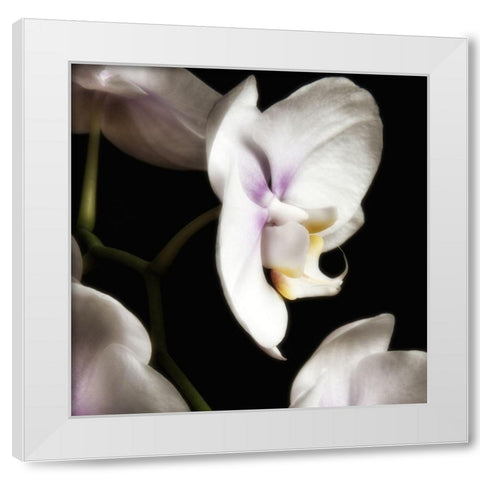 Delicate White Orchids 3 White Modern Wood Framed Art Print by Poinski, Dianne