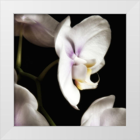 Delicate White Orchids 3 White Modern Wood Framed Art Print by Poinski, Dianne