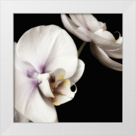 Delicate White Orchids 4 White Modern Wood Framed Art Print by Poinski, Dianne