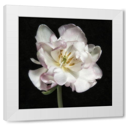 Perfect Petals 1 Square White Modern Wood Framed Art Print by Poinski, Dianne