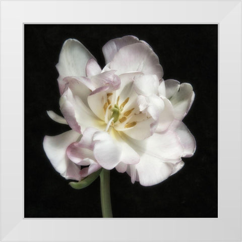 Perfect Petals 1 Square White Modern Wood Framed Art Print by Poinski, Dianne