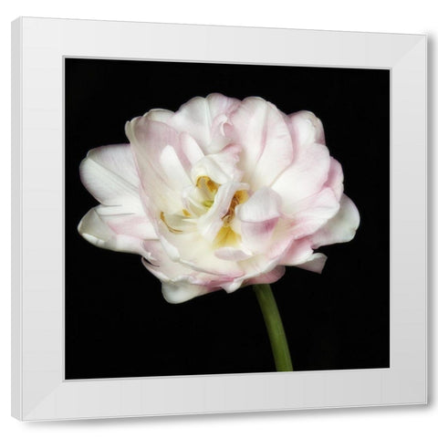 Perfect Petals 2 Square White Modern Wood Framed Art Print by Poinski, Dianne