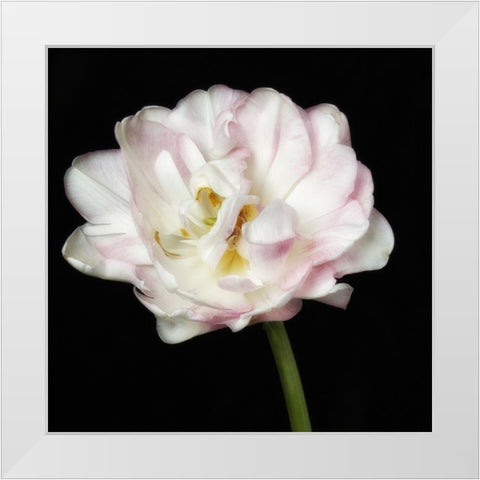 Perfect Petals 2 Square White Modern Wood Framed Art Print by Poinski, Dianne