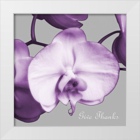 Thankful Orchids White Modern Wood Framed Art Print by Poinski, Dianne