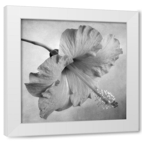 Black and White Hibiscus 2 White Modern Wood Framed Art Print by Poinski, Dianne