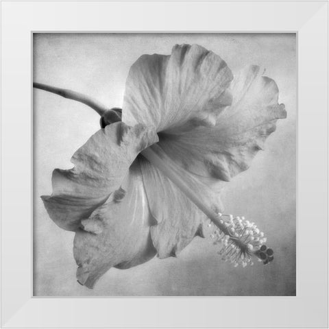 Black and White Hibiscus 2 White Modern Wood Framed Art Print by Poinski, Dianne