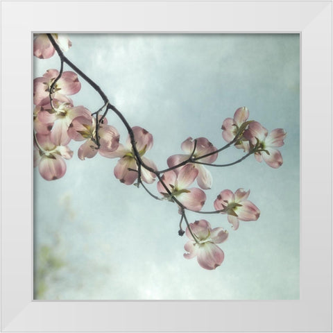 Pale Petals 1 White Modern Wood Framed Art Print by Poinski, Dianne