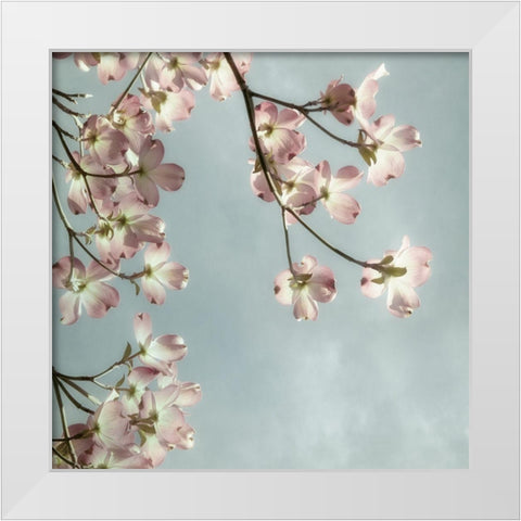 Pale Petals 2 White Modern Wood Framed Art Print by Poinski, Dianne
