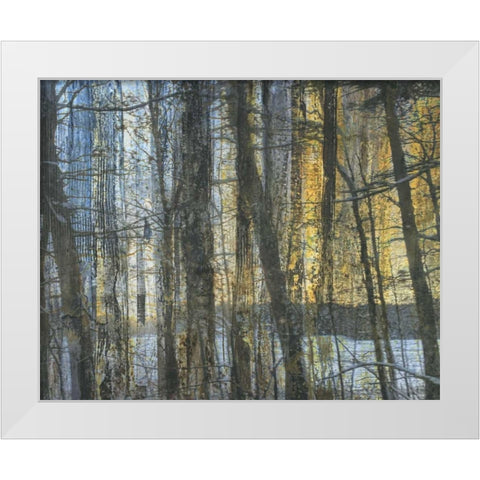 Sunshine Through The Limbs 1 White Modern Wood Framed Art Print by Haynes, Smith