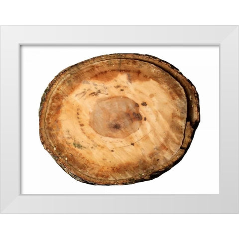 Earthy Rings Of Ages White Modern Wood Framed Art Print by Lewis, Sheldon