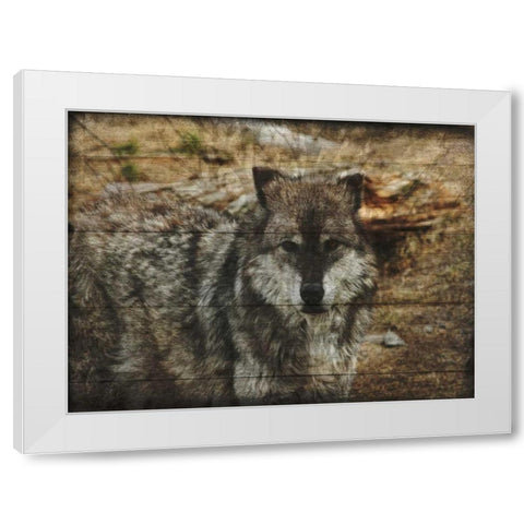 Alfa Wolf White Modern Wood Framed Art Print by Lewis, Sheldon