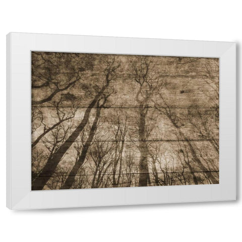 Up Into The Woods White Modern Wood Framed Art Print by Lewis, Sheldon