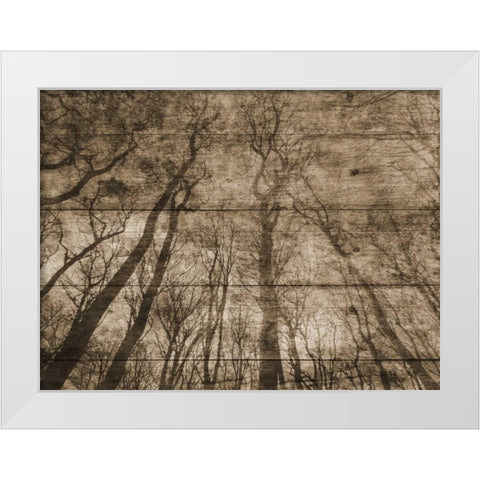 Up Into The Woods White Modern Wood Framed Art Print by Lewis, Sheldon