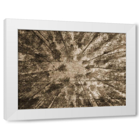 Up Into The Woods 2 White Modern Wood Framed Art Print by Lewis, Sheldon